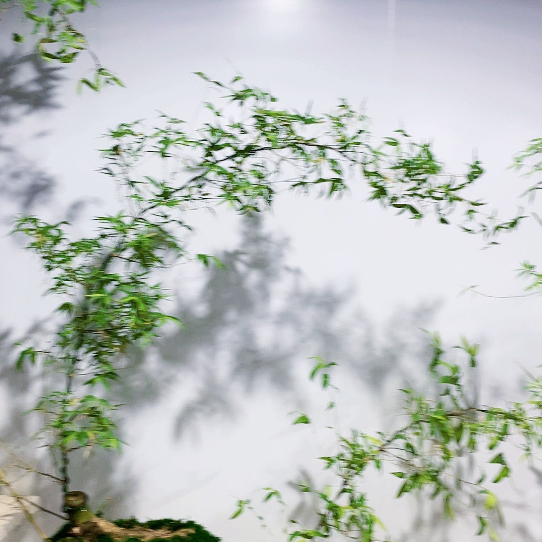 小叶簕竹熟桩陶瓷盆一物一拍