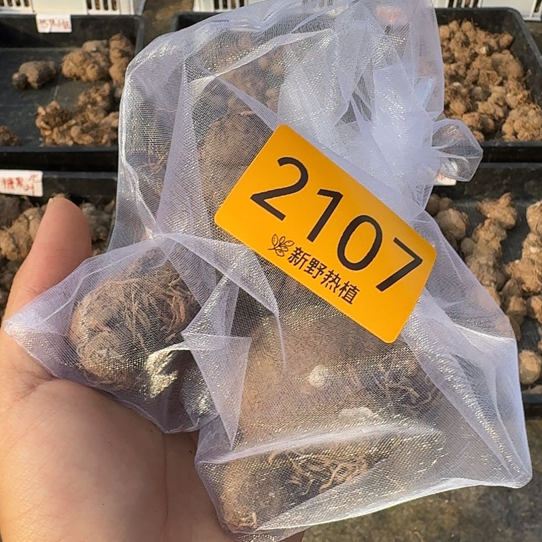 缘***你完全开放2107热辣，粉飞，和声裸球不售后