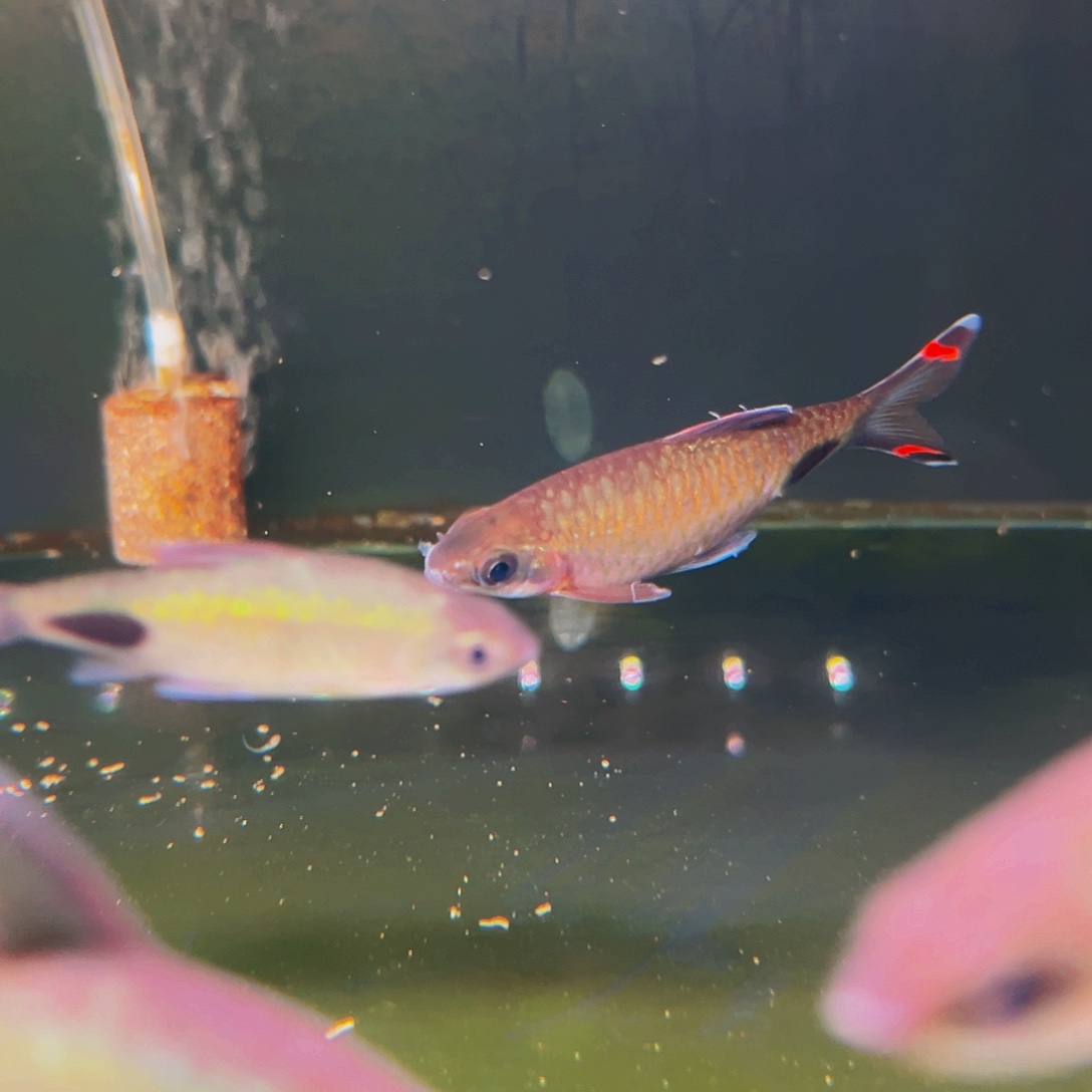 工具鱼瑕疵红旗蓝鱼鱼9厘米2条