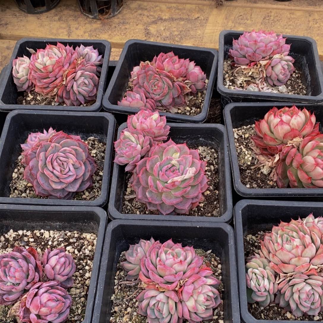 639的时候我也是很喜欢