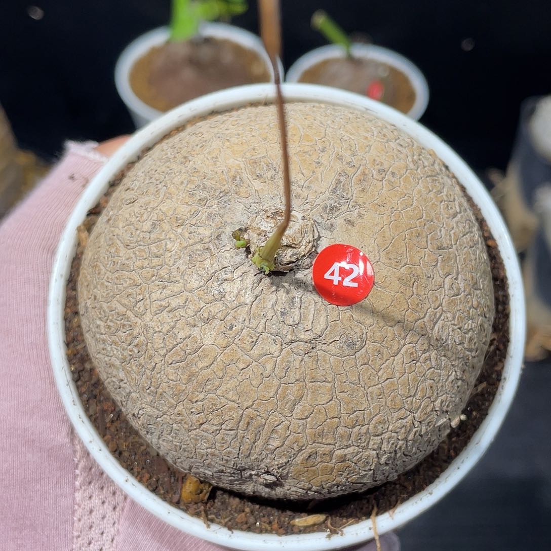 素可泰带盆发货啦