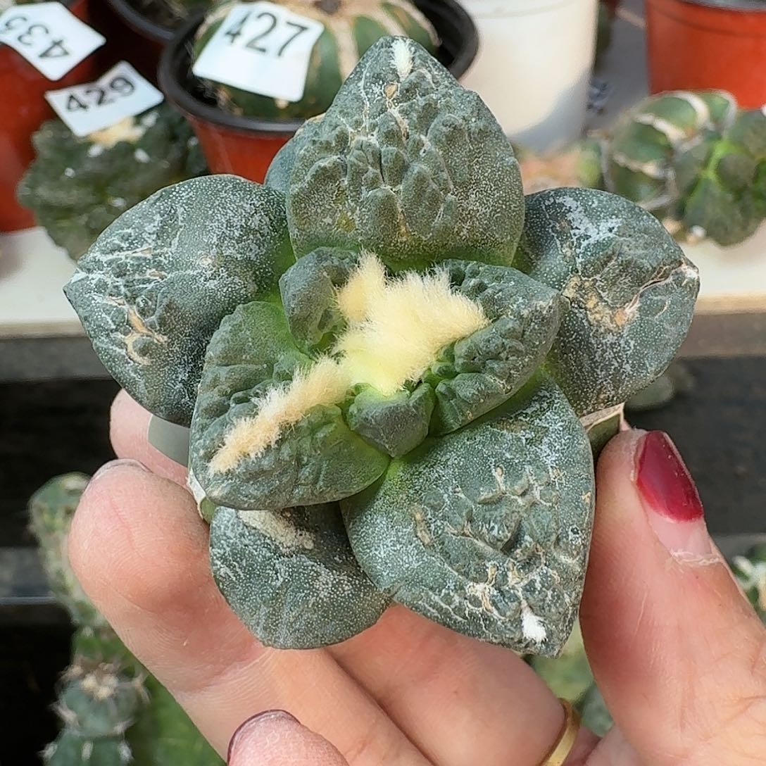 全部花朵大尤怒涛361