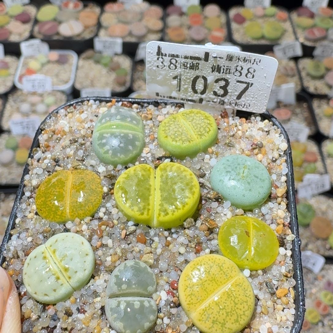 Sss清清清了便宜1037