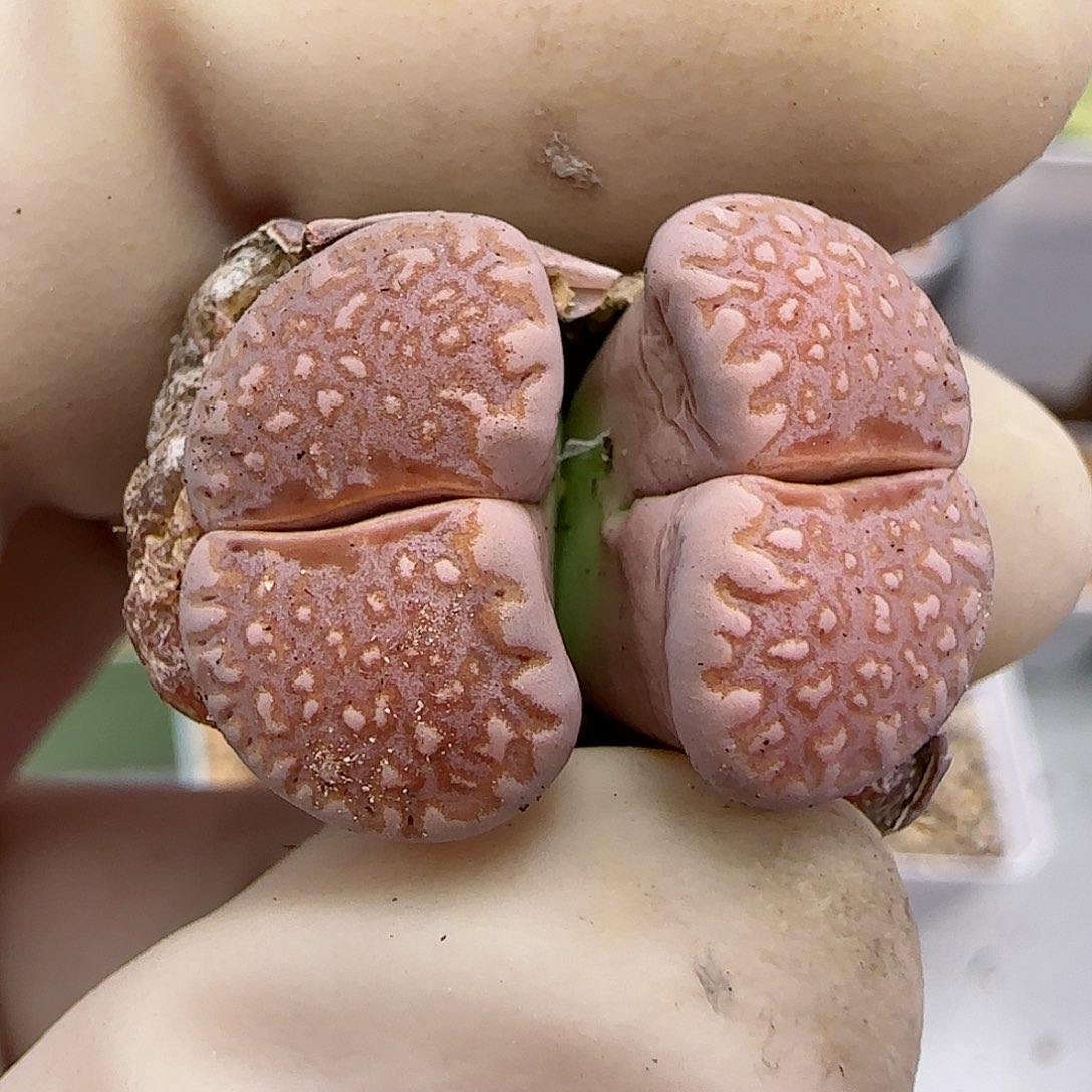 738福利福利福利