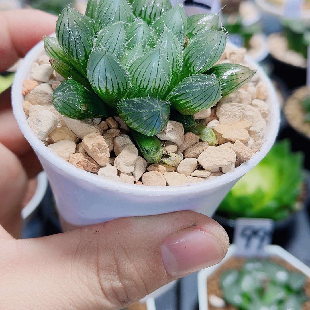 蓝精灵毛雨露系列