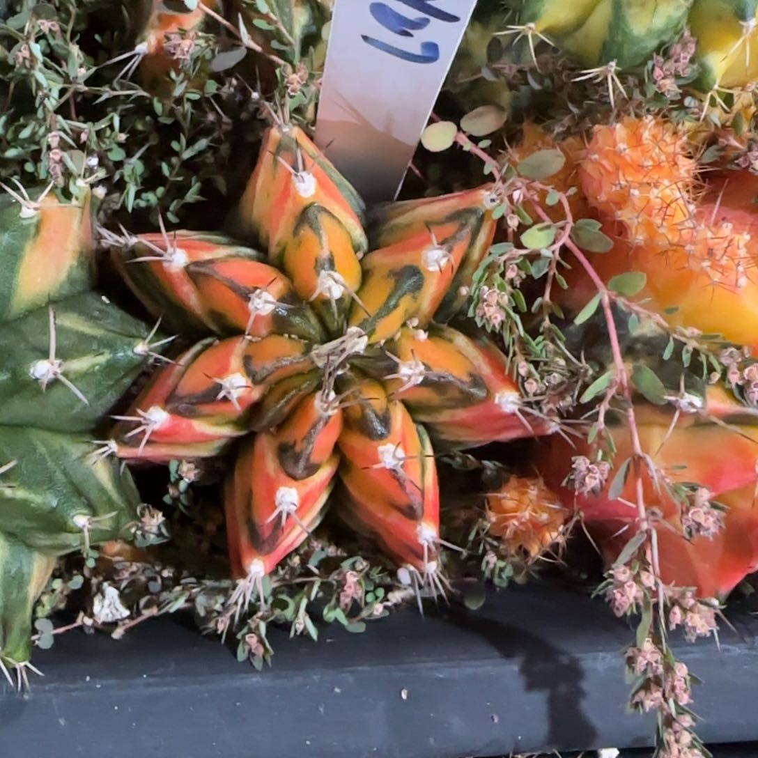 27-0114虎斑泰国发货多肉