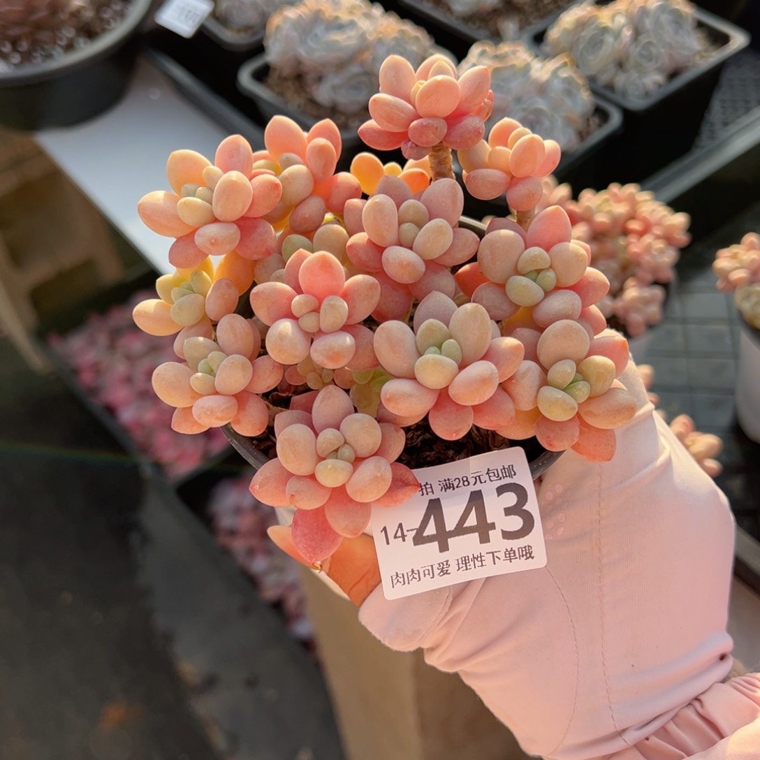 鱼子酱多肉多肉多肉多肉