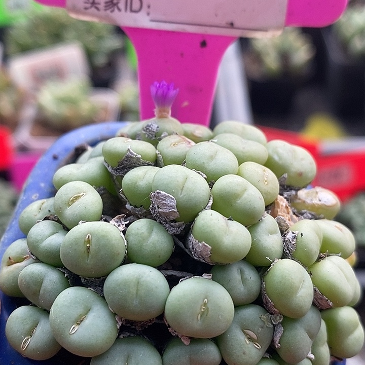 今天晚上你来了没999