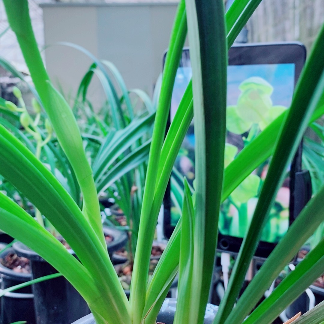 当前无花栽培后可以开花