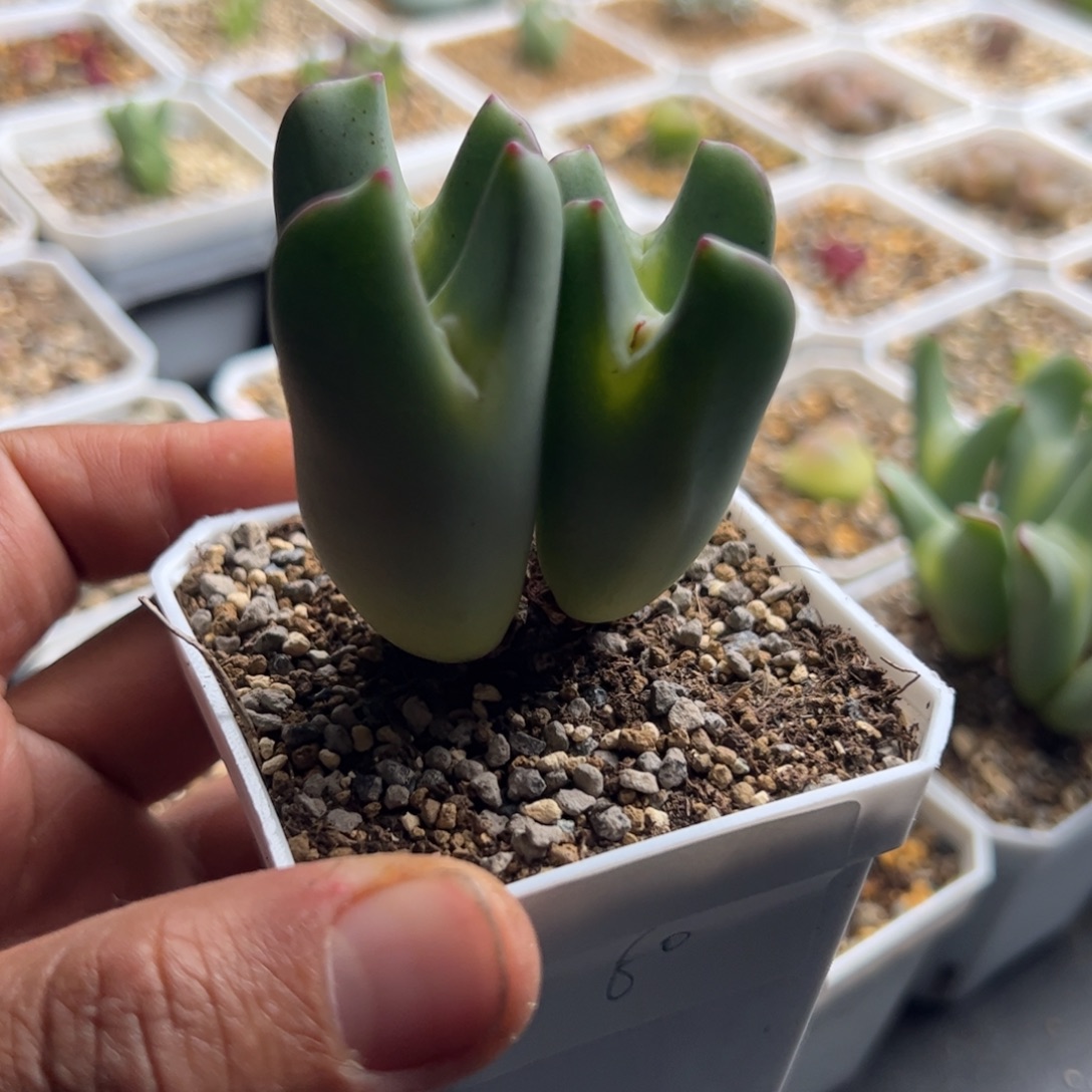 N***'11.18大将多肉植物组合60