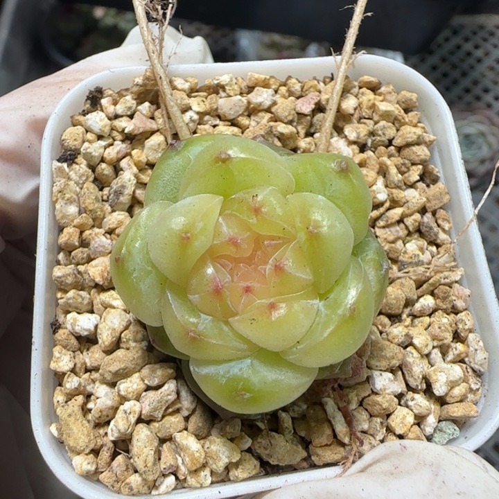 36号王者系列一颗