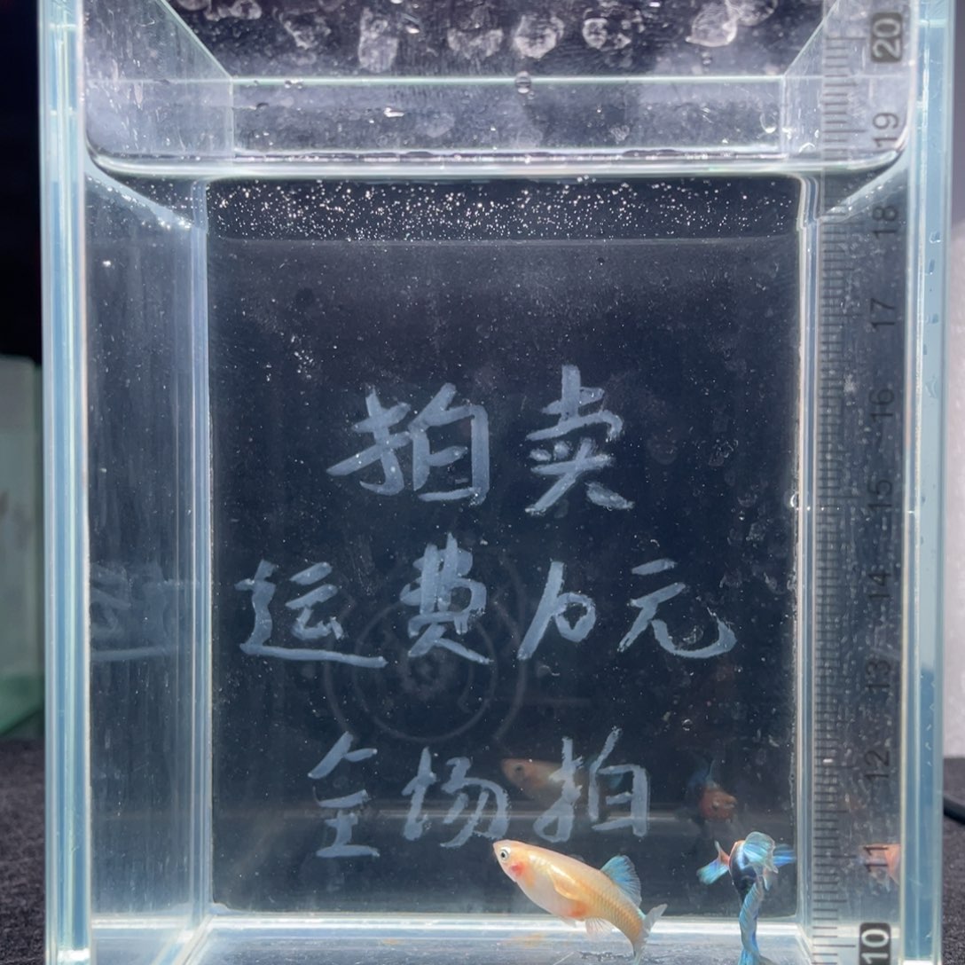 孔雀鱼黄化蓝礼服飞船一对