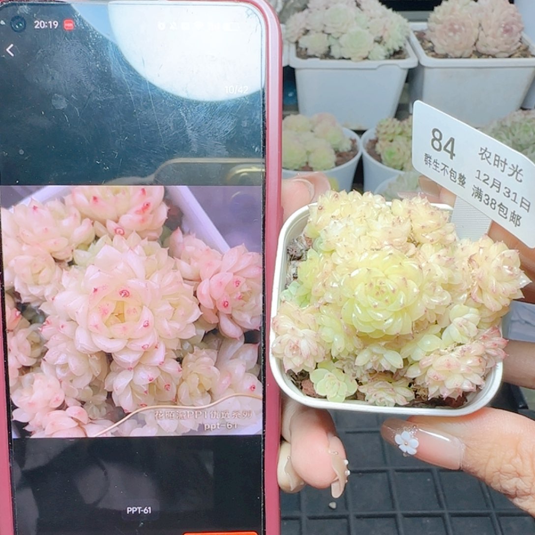 1231-84ppt-61优选麦杆
