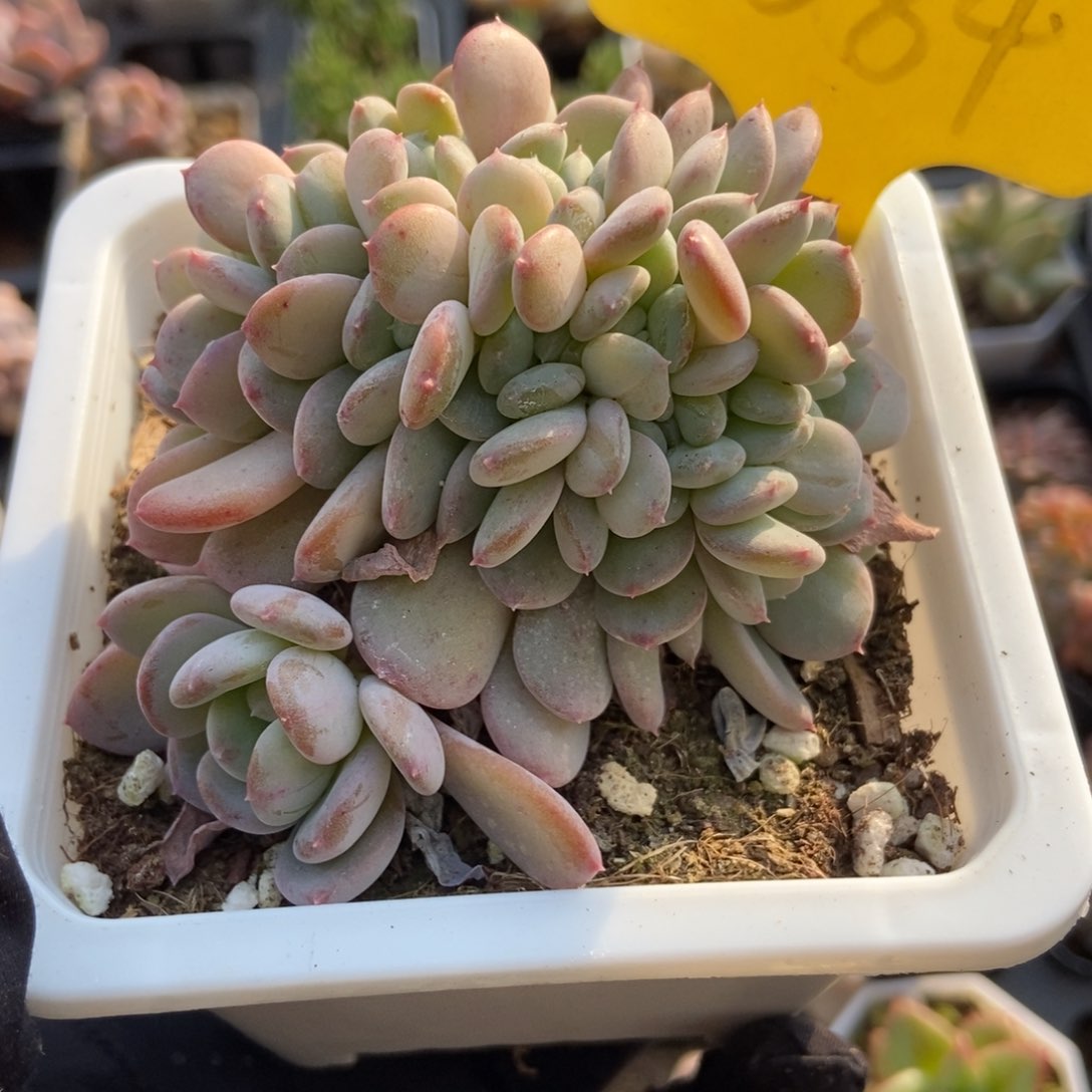 2084粉珍妮缀多肉植物保护