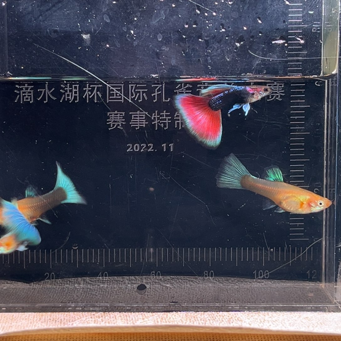 孔雀鱼直播间一物一拍，8对鱼，送对琉璃球，加土。