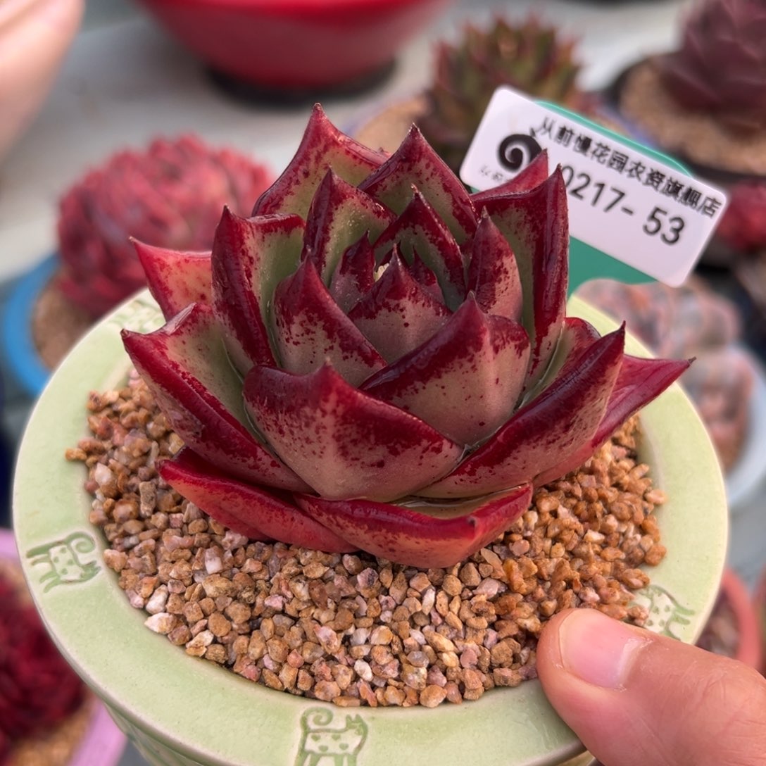 多肉一物一拍0217-53