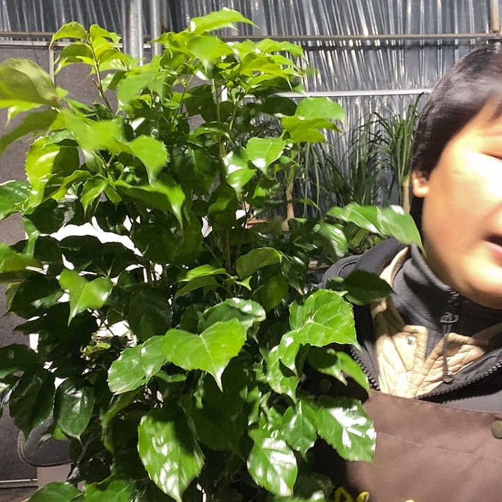 完全开放小幸福树，含笑，冻坏不赔19的