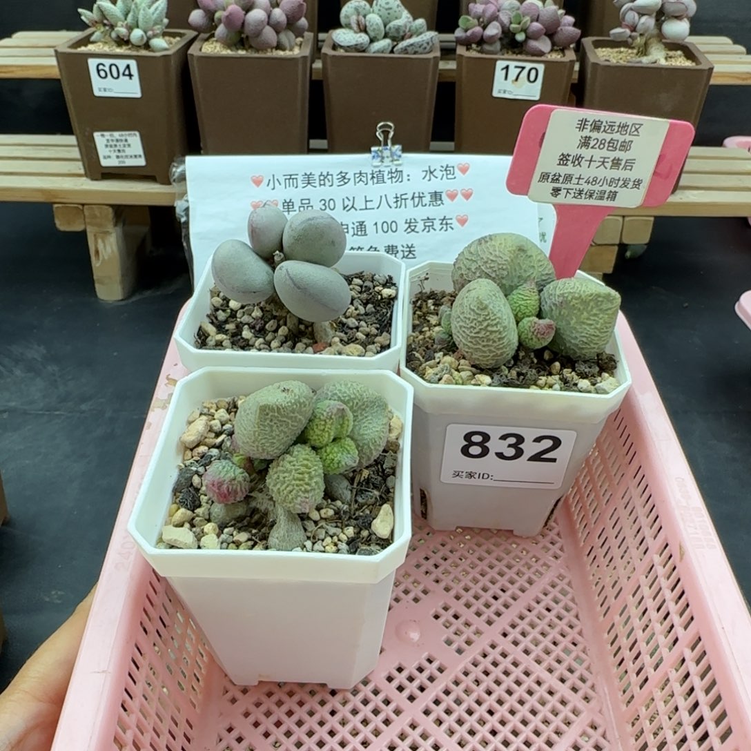 浪***。832巨猪宝2颗球球紫蛋32