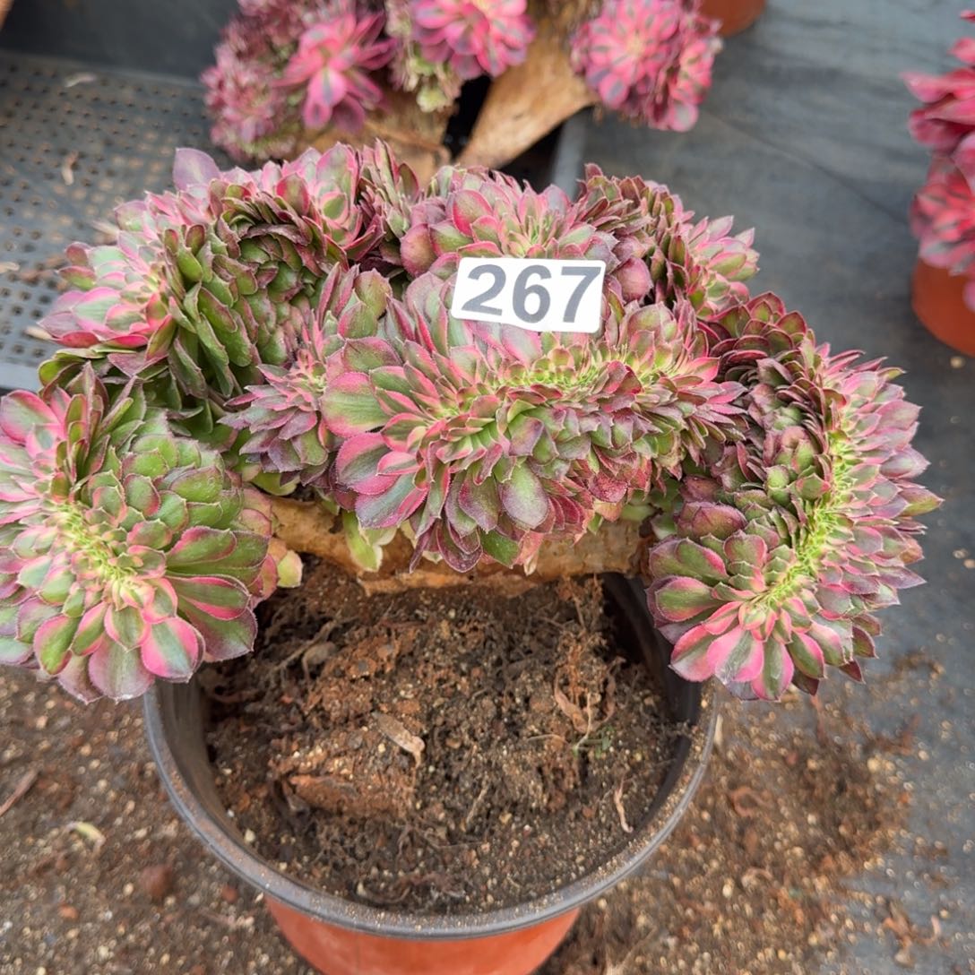 267多肉植物荔枝缀