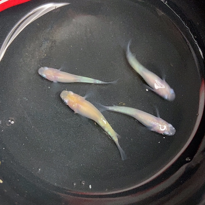 青鳉鱼墨子的鱼2号小雪