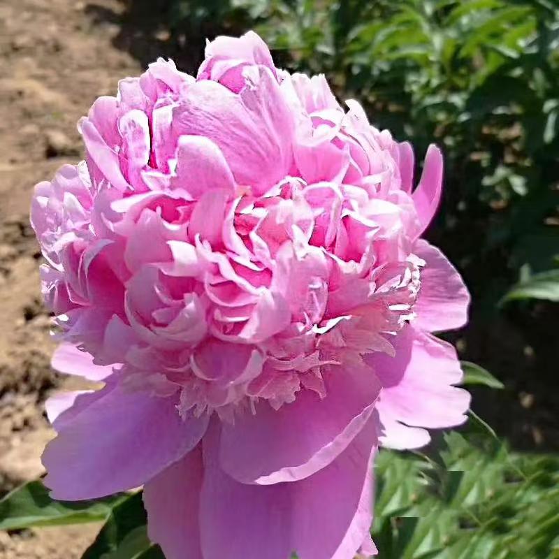 【蓝富士】重瓣芍药原盆原土发货，耐寒易活，多年生观赏盆栽植物