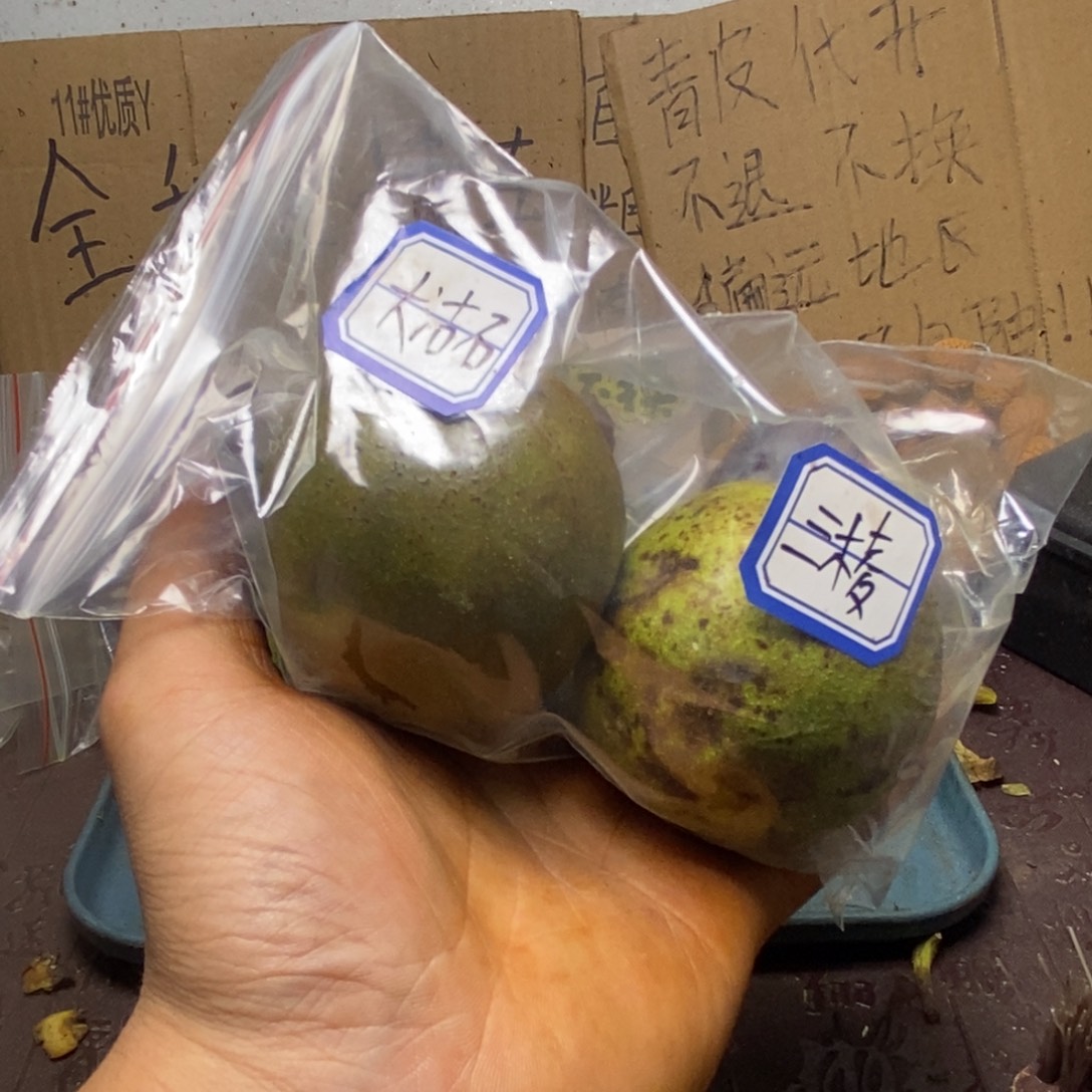 Zjc产地直发大古石21