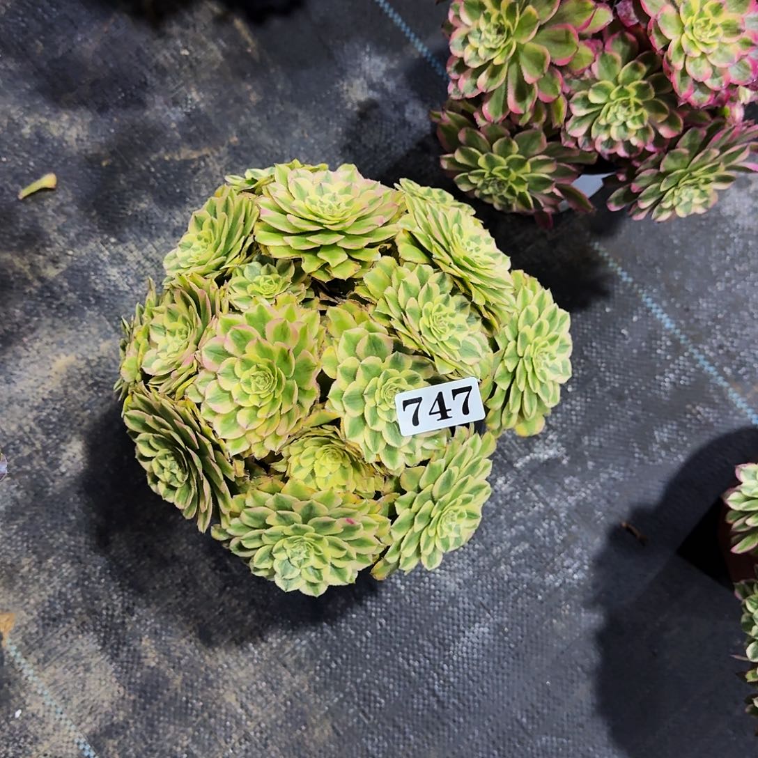 0000747黛玉丛林多肉植物