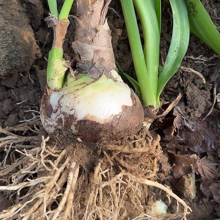 c***了无花朵阿弗雷➕现挖杂交球盲盒一颗