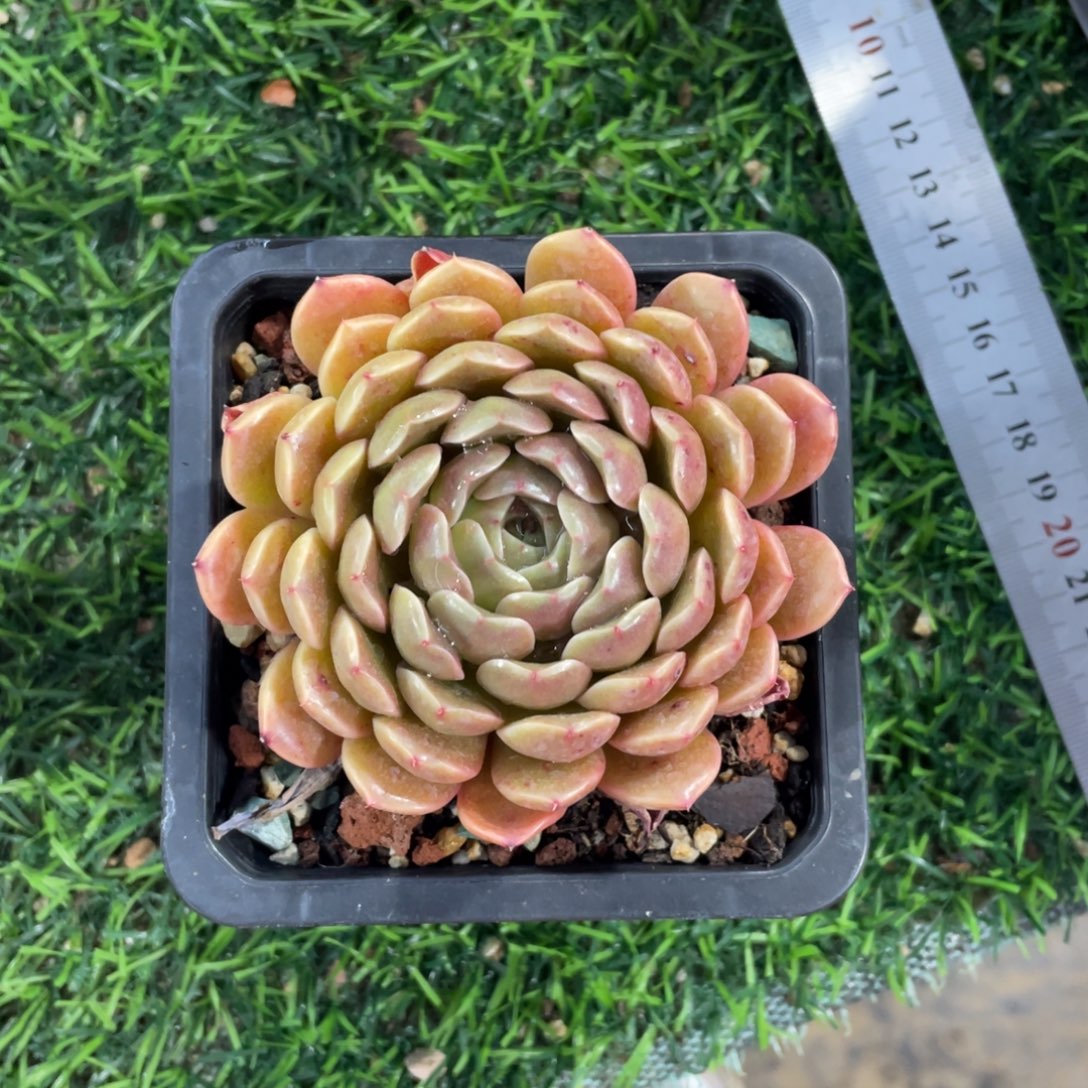 小***鼠杂交冠幅8.5 公分一物一拍