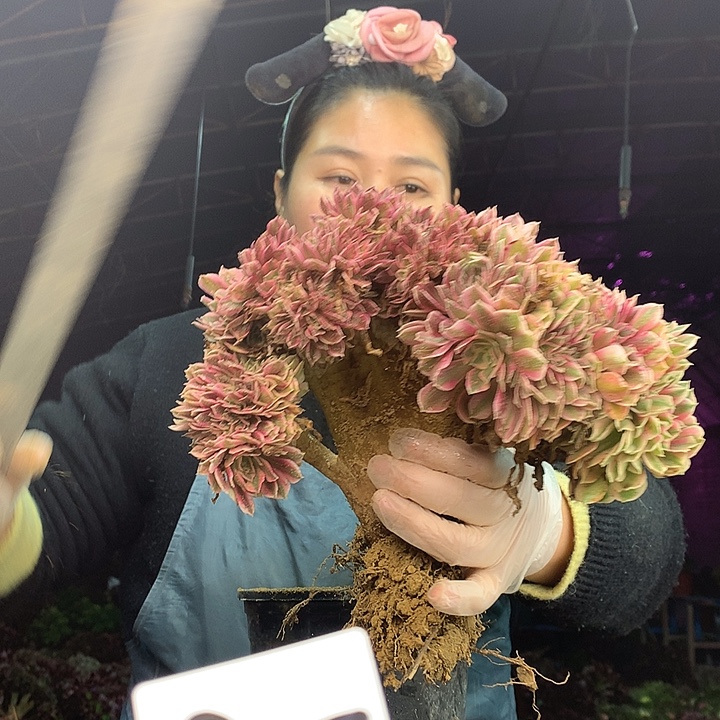 柒柒精品多肉脱土发货不包断侧枝S737