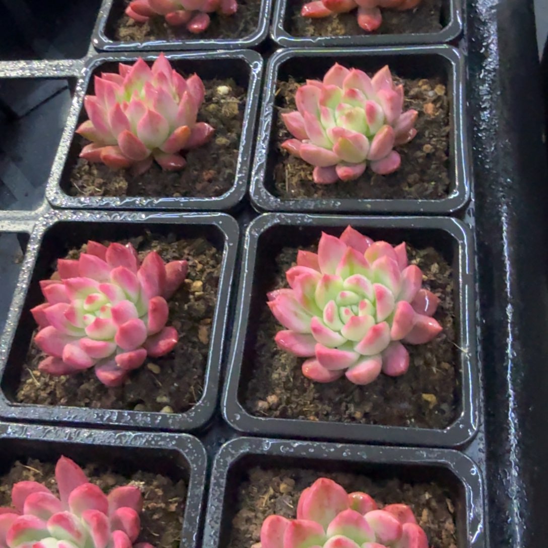 珍尼锦，多肉锦多肉