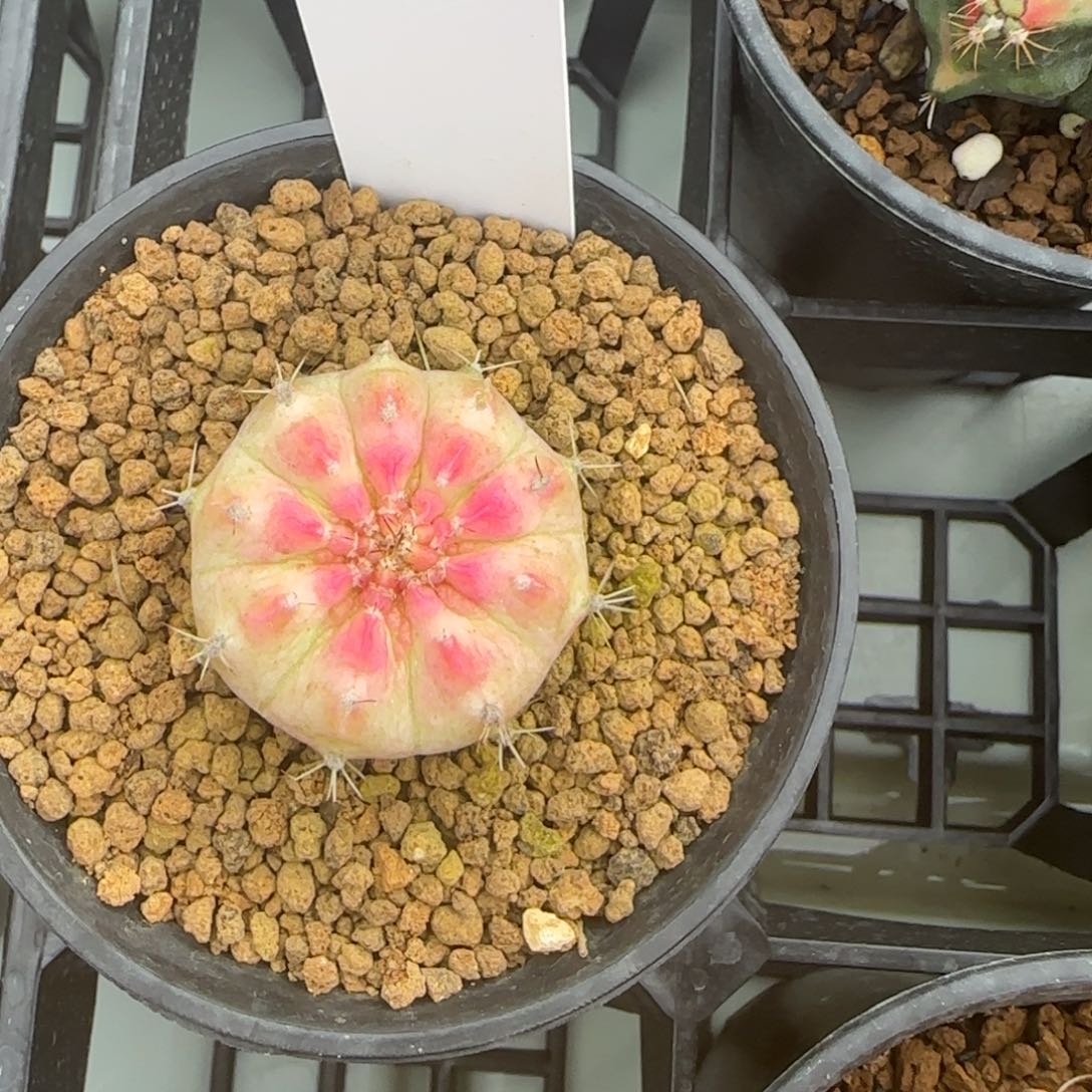 167-0212轮回脱土发多肉