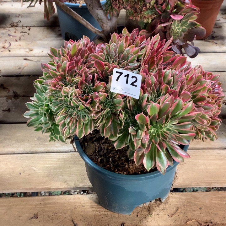 712女神缀多肉法师