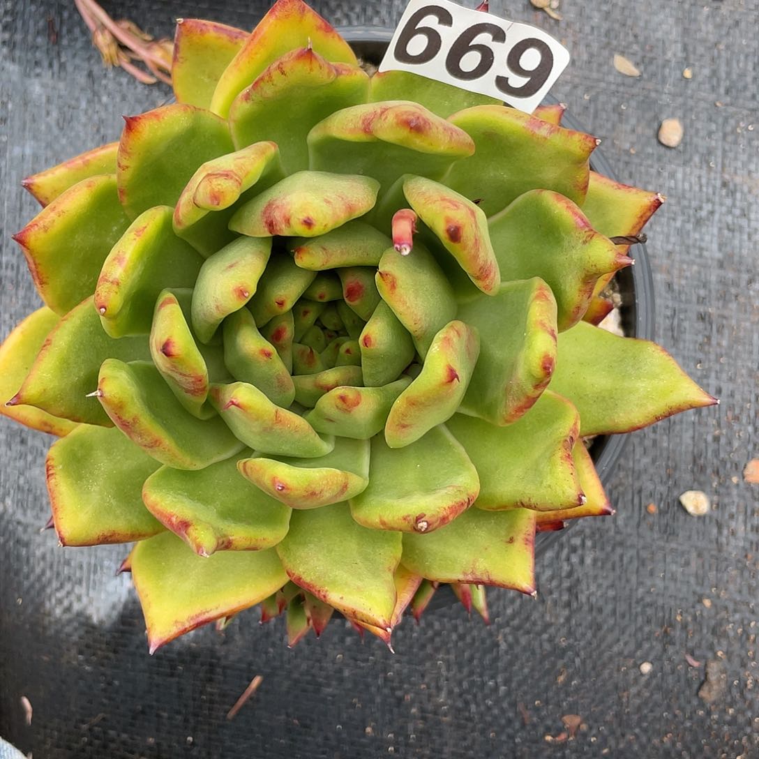 若如东云组拍669