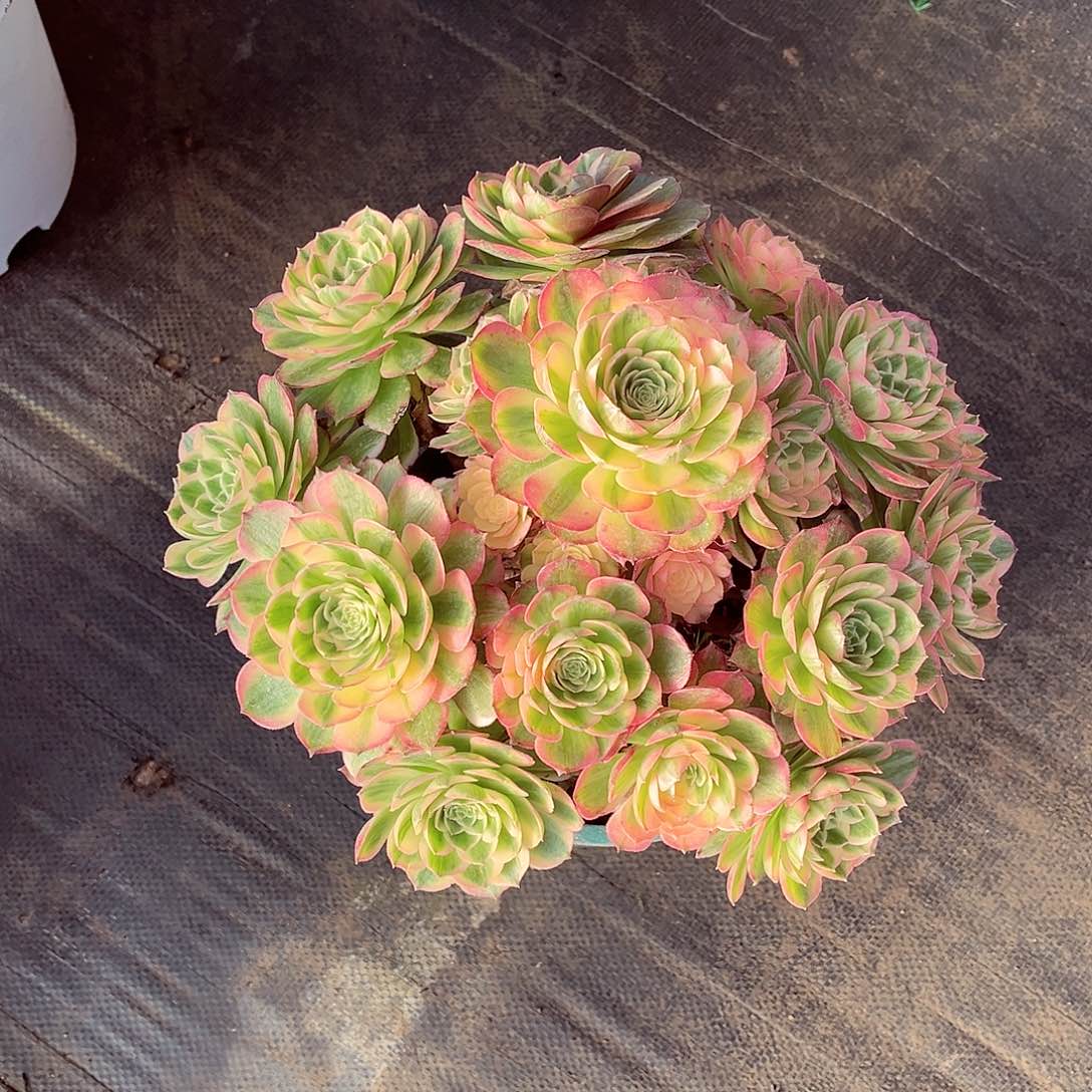 法师多肉漂亮漂亮