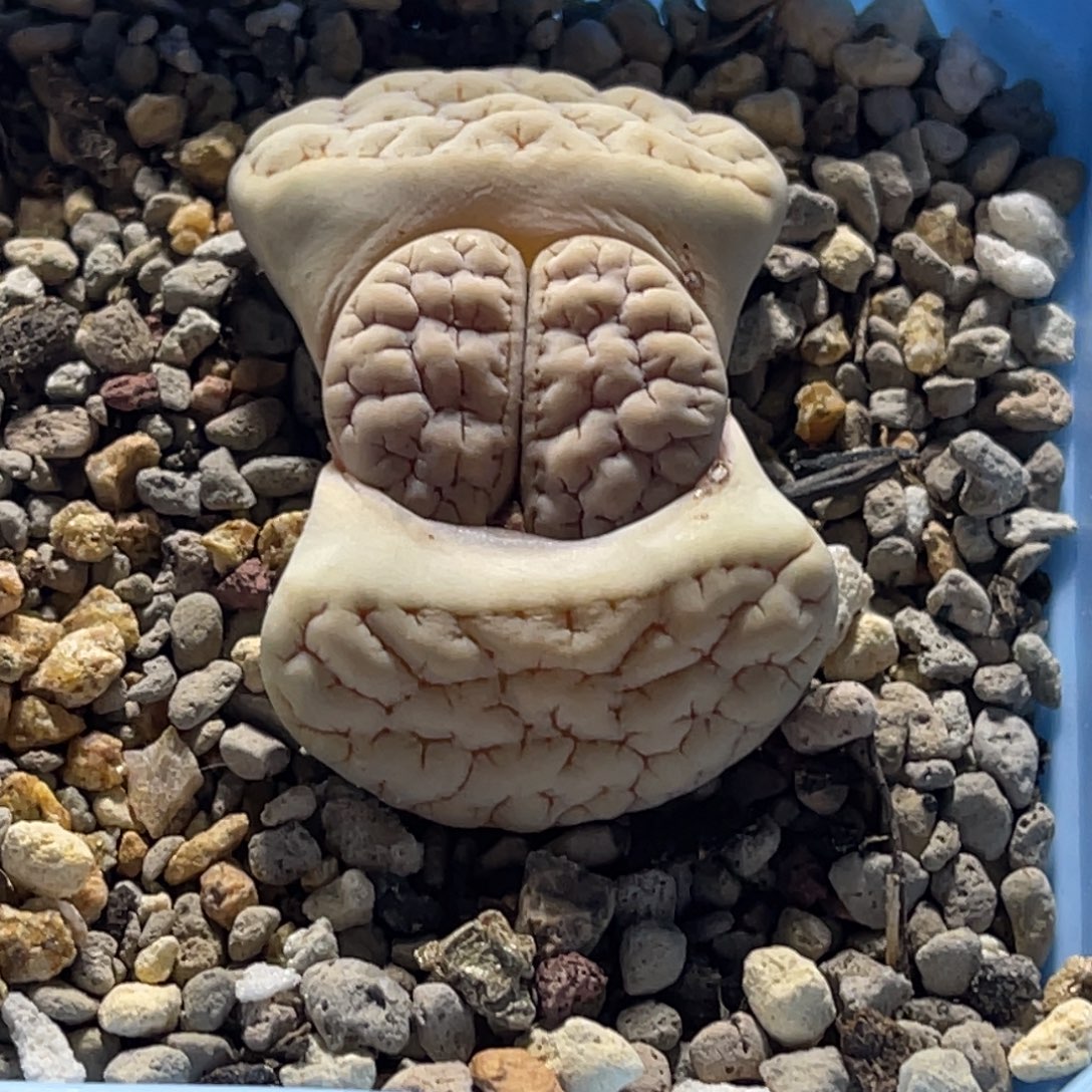 7469白底凹凸189荒玉