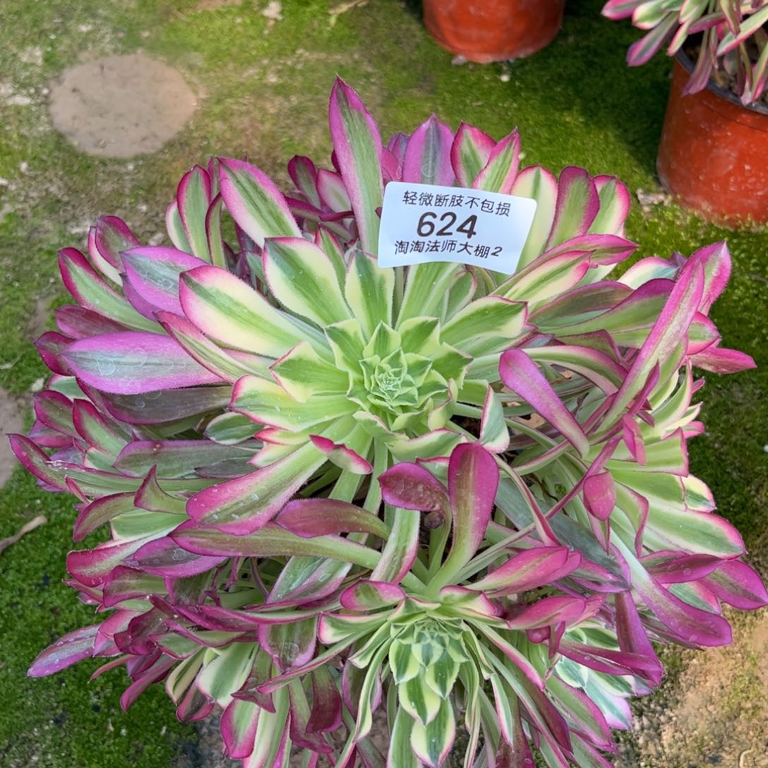 624天合多肉植物法师