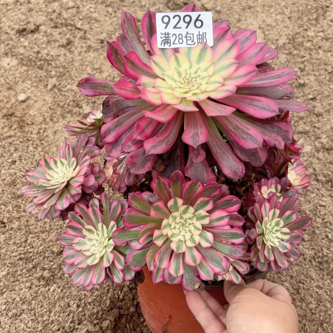 9296红铜白多肉头