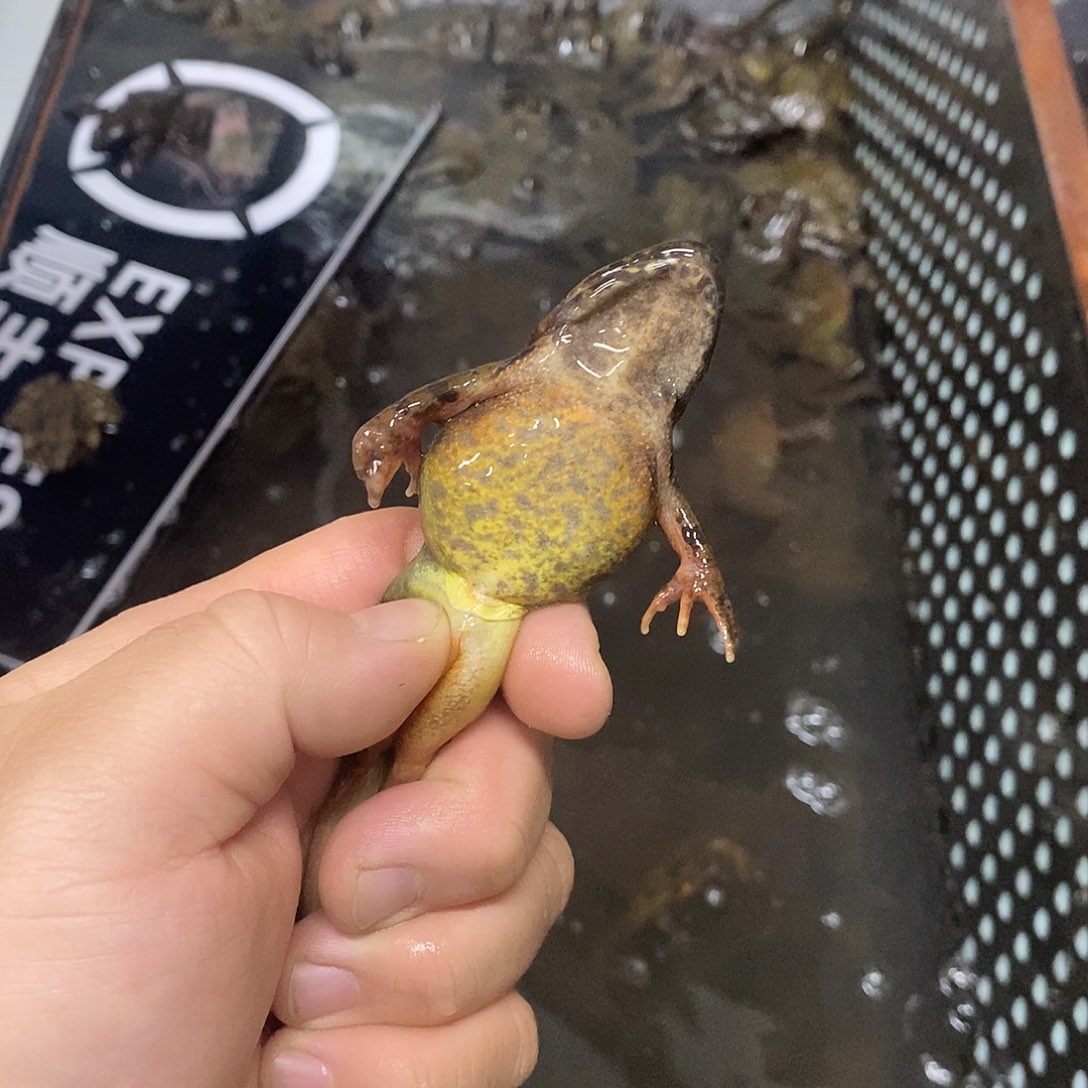 中国大陆2斤15头母不带公