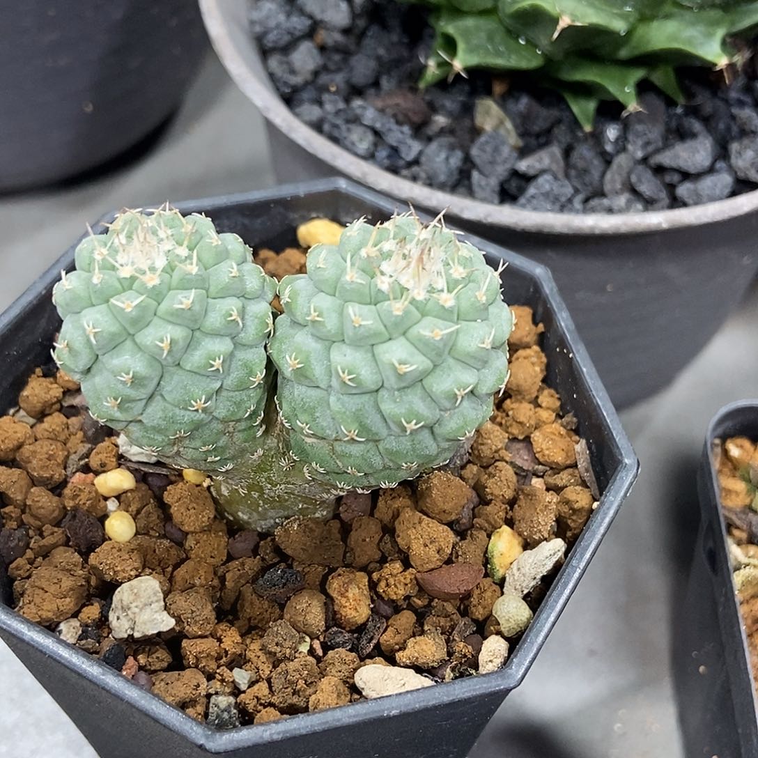 败***们实生双头菊水仙人球