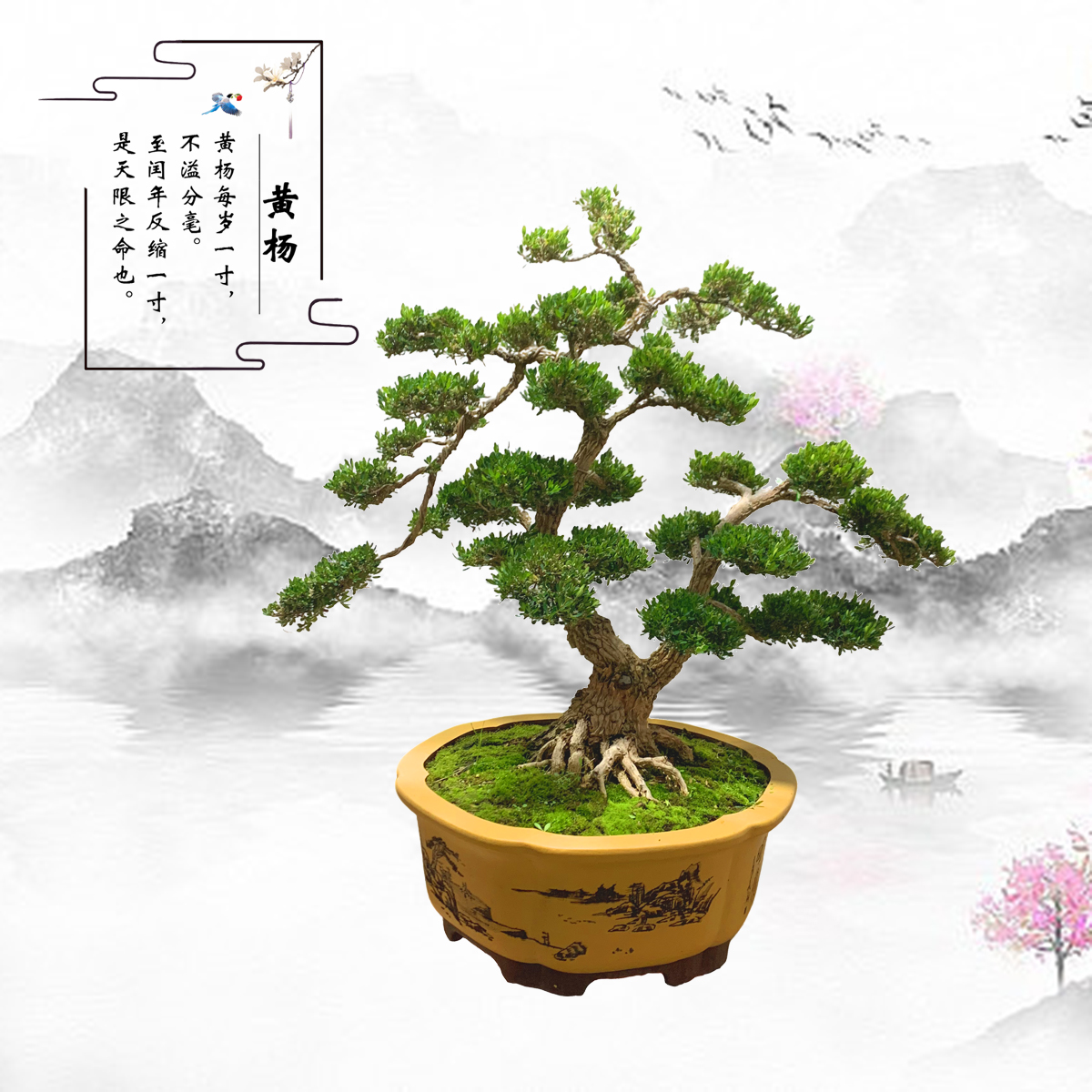 【362号】庭院黄杨树造型盆景老桩四季常青植物好养易活室内外可养