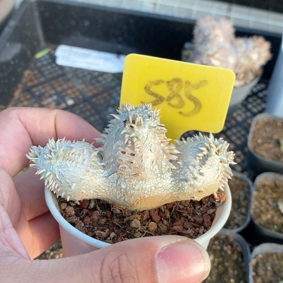 惠比须笑多肉植物