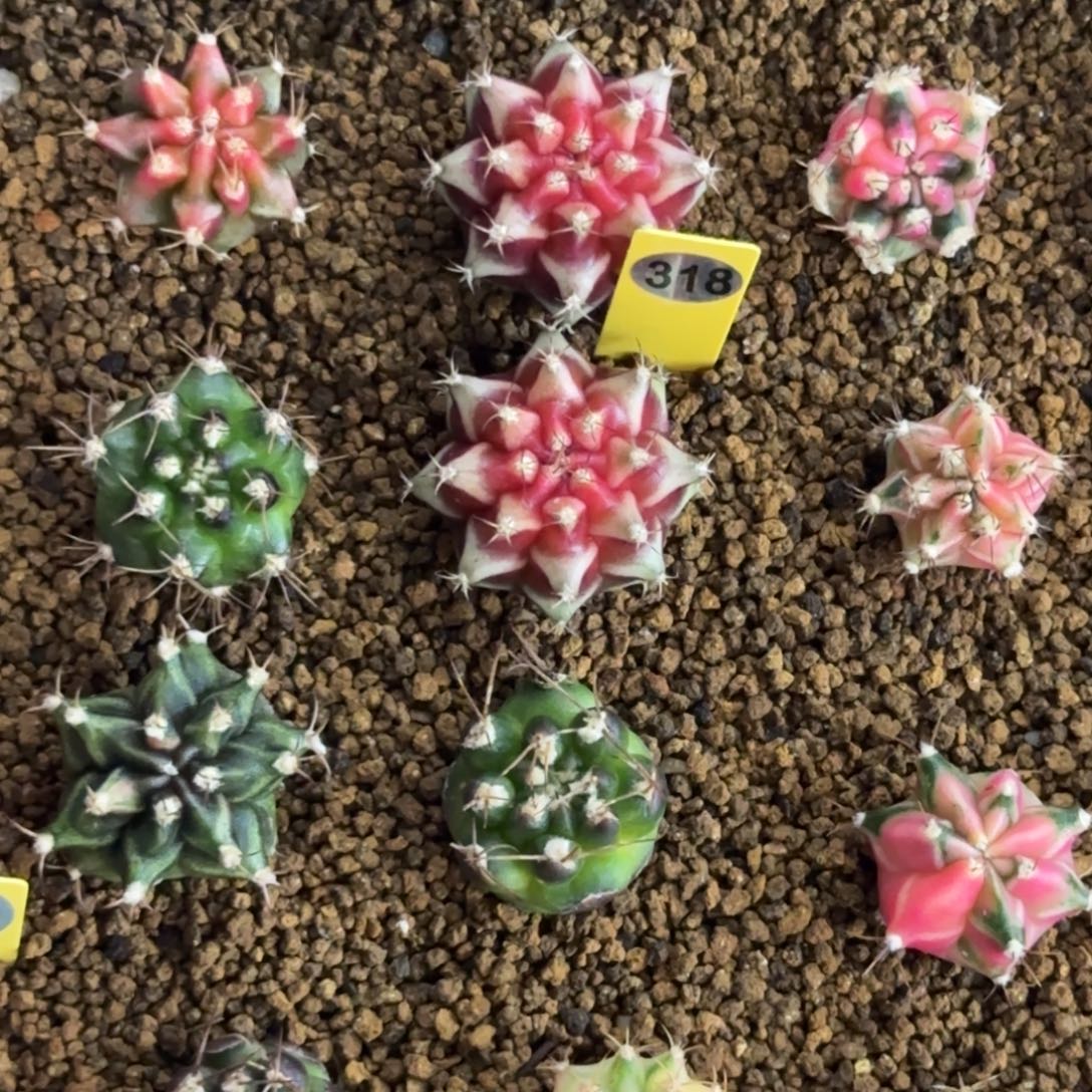 Y***药318号泰系名品侧芽Beloved