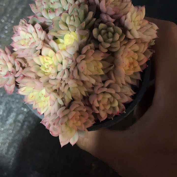 土***卷优惠优惠女雏锦带盆发货