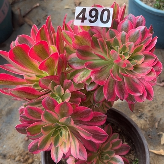 李*多肉植物一个