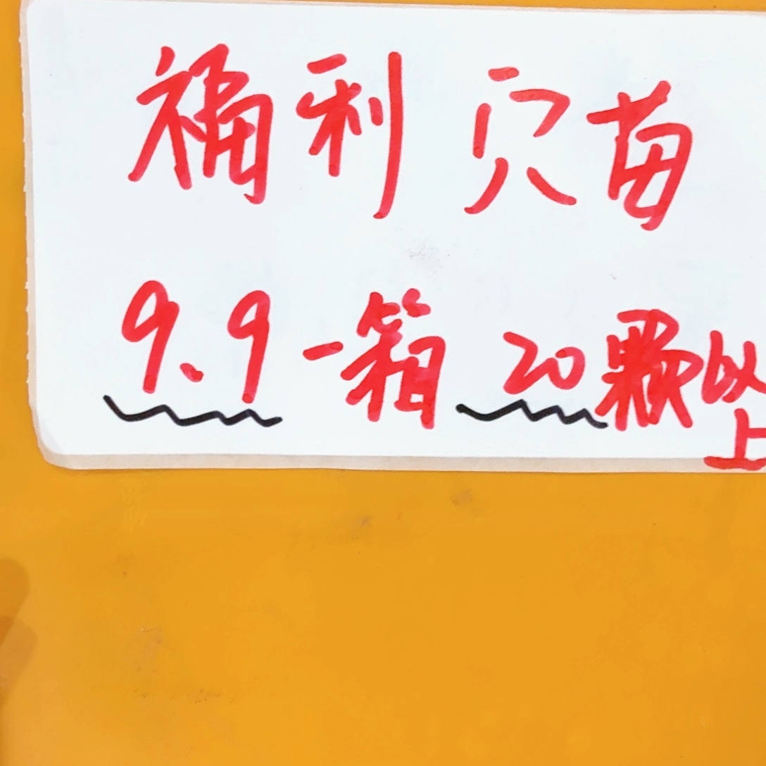 精品福利穴苗一箱20颗以上5个品种