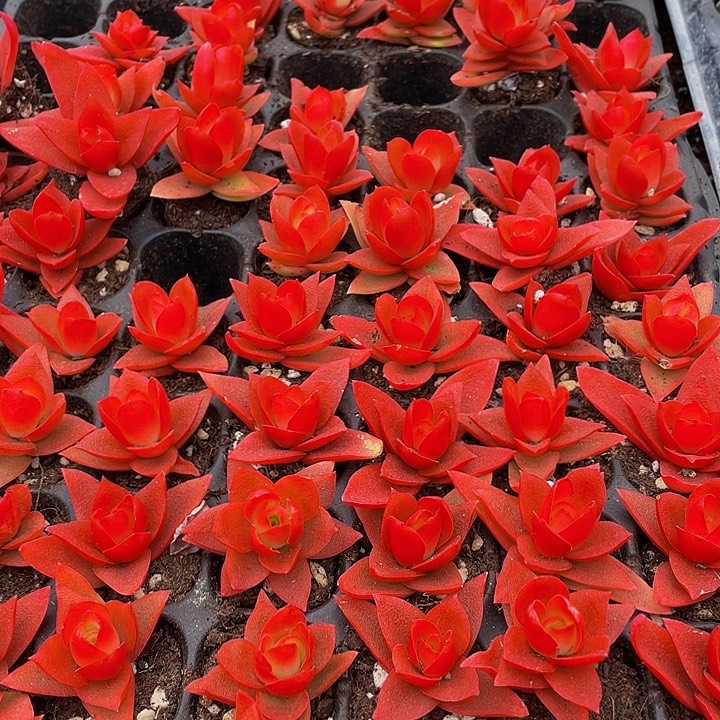 小火鸡1元带土发货