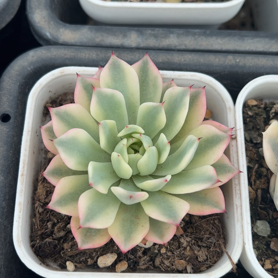 吉尔巴玫瑰多肉植物