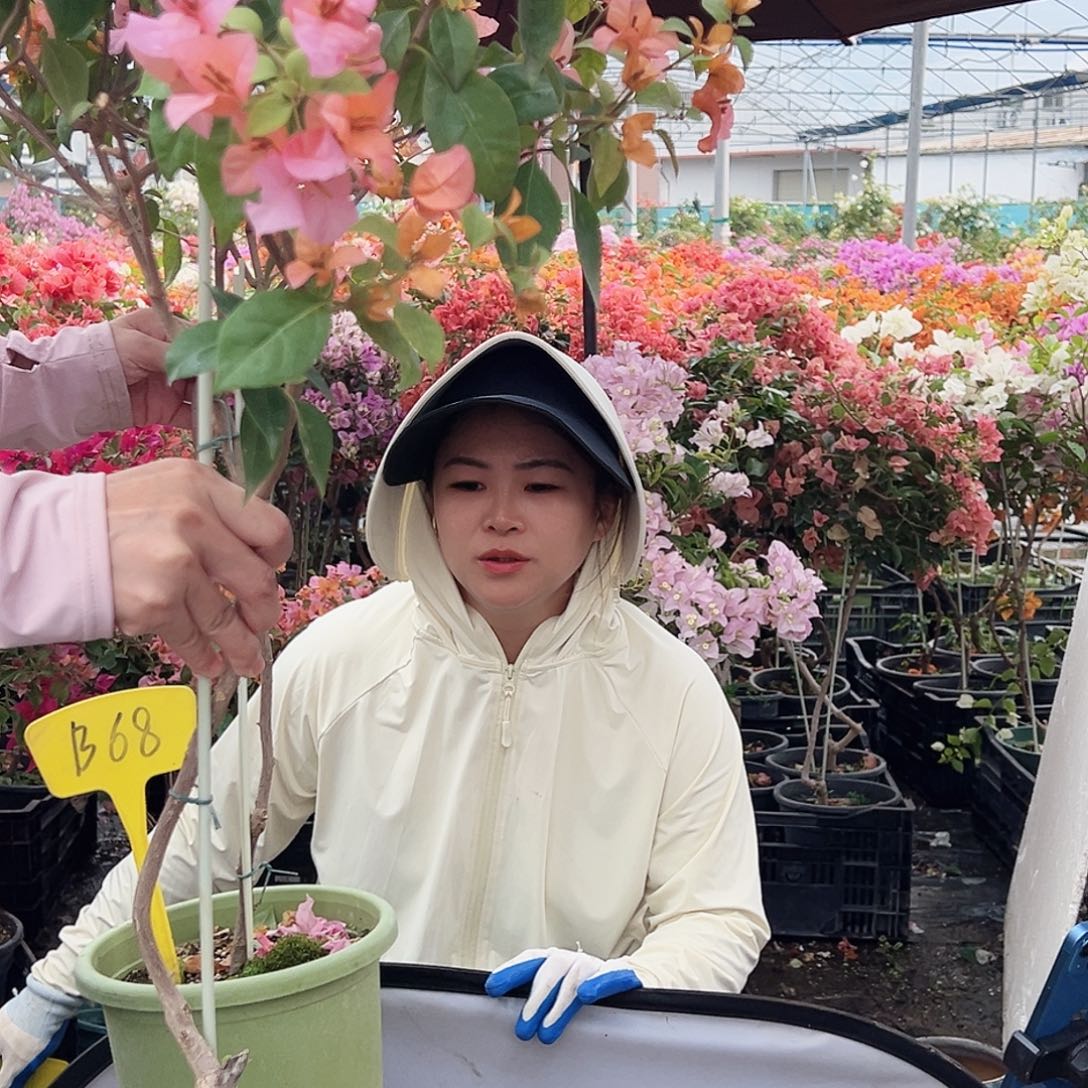 优***切大部分花苞少量开放B68金发女郎