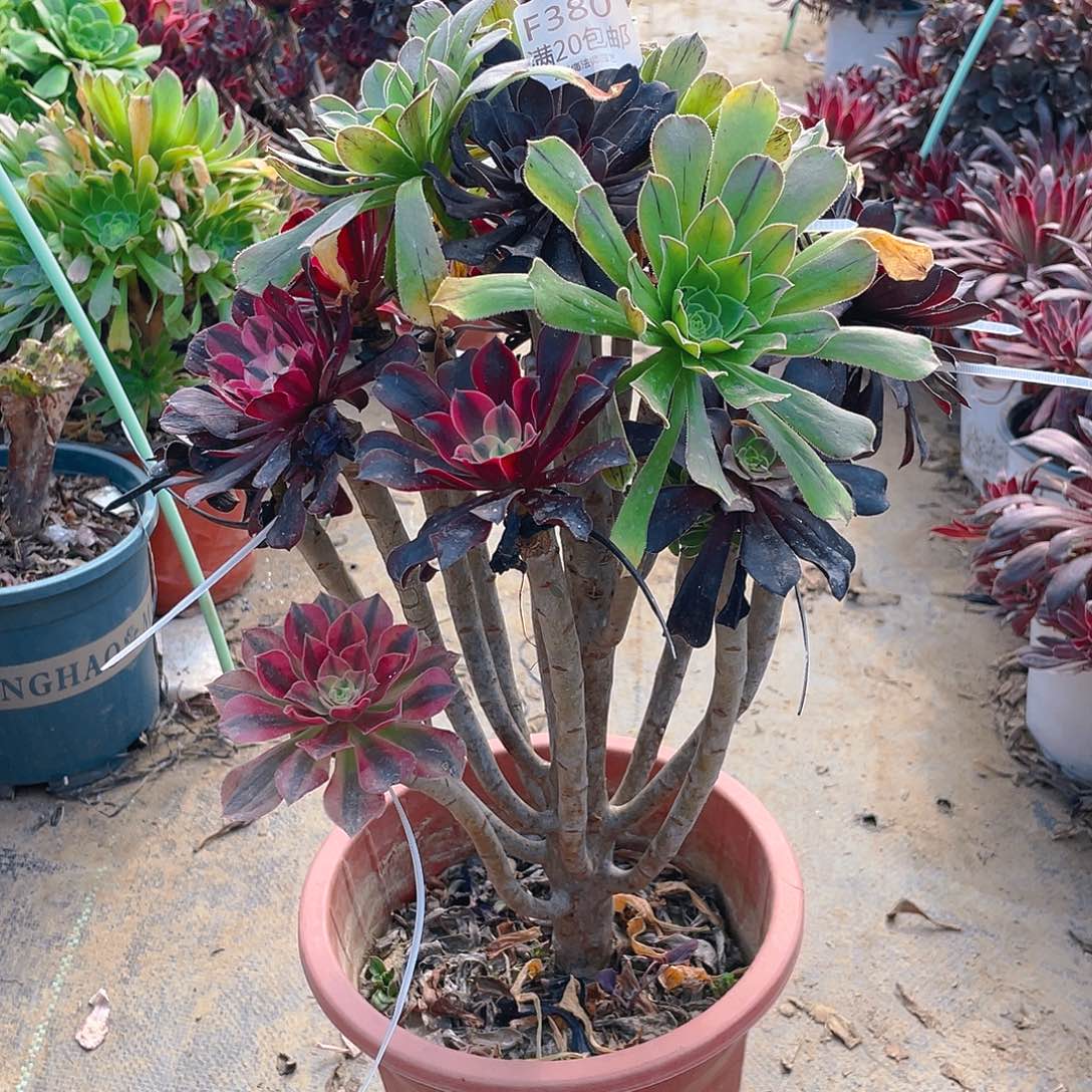 爱**迹380嫁接多肉小损不包